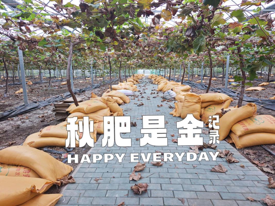 果树秋后施什么肥?秋施基肥是来年高产的关键,9-10月是黄金窗口期 秋施肥常见误区与注意事项