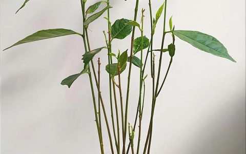 菠萝蜜种子盆栽三年后长什么样？科学解析与种植全攻略