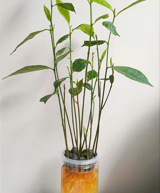 菠萝蜜种子盆栽三年后长什么样？科学解析与种植全攻略