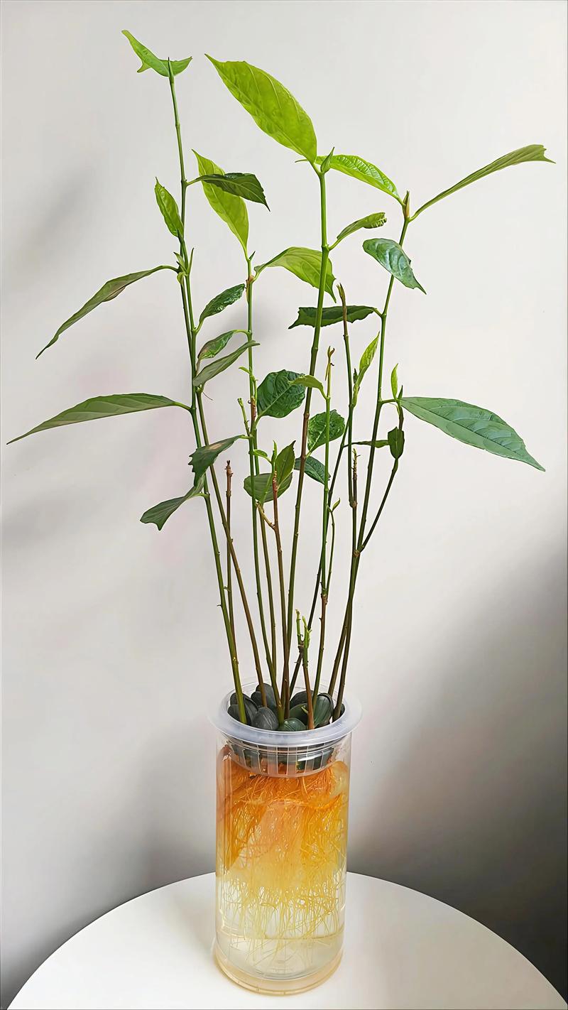 菠萝蜜种子盆栽三年后长什么样?科学解析与种植全攻略 菠萝蜜种子盆栽三年后长什么样?科学解析与种植全攻略