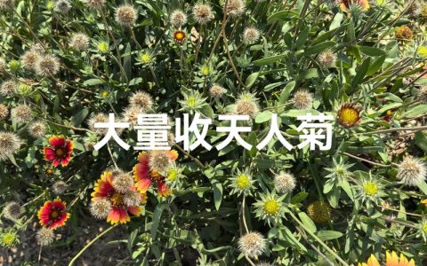 天人菊种子渠道选择指南：科学采购与避坑实战策略