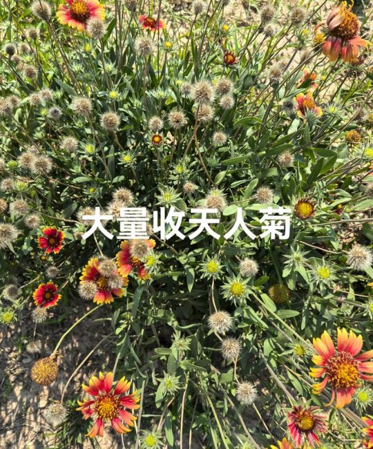 天人菊种子渠道选择指南：科学采购与避坑实战策略