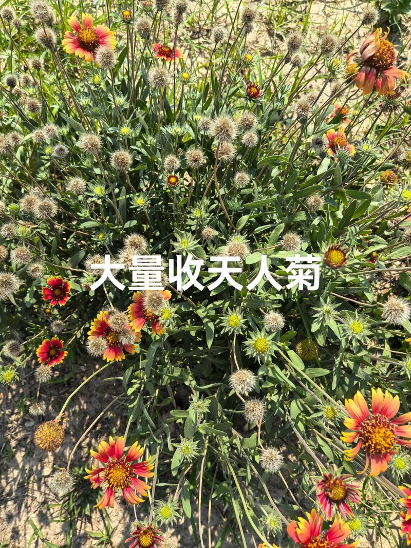 天人菊种子渠道选择指南:科学采购与避坑实战策略 天人菊种子渠道选择指南:科学采购与避坑实战策略