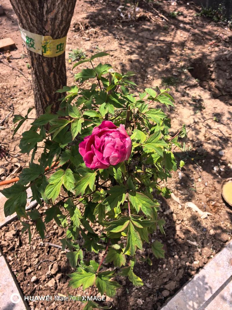 牡丹花什么时候移栽最好?秋季移栽全攻略 牡丹花什么时候移栽最好?秋季移栽全攻略