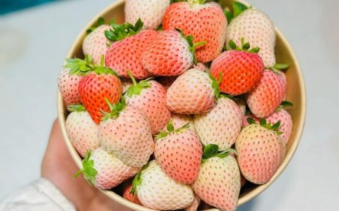 粉草莓是什么品种？——从植物学特征到栽培要点的全面解读