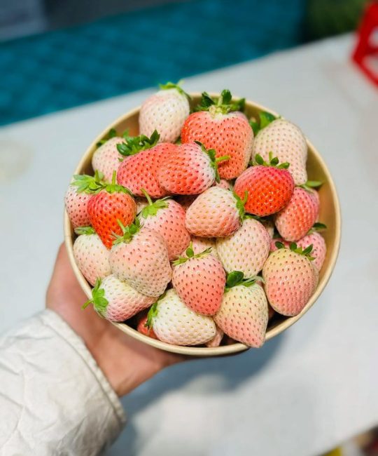 粉草莓是什么品种？——从植物学特征到栽培要点的全面解读