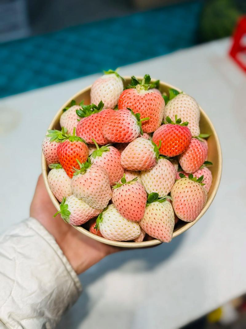 粉草莓是什么品种?——从植物学特征到栽培要点的全面解读 粉草莓是什么品种?——从植物学特征到栽培要点的全面解读