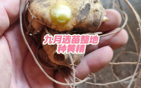 黄精种苗什么时候种植？掌握最佳时间与完整栽种要点，成活率提高一倍