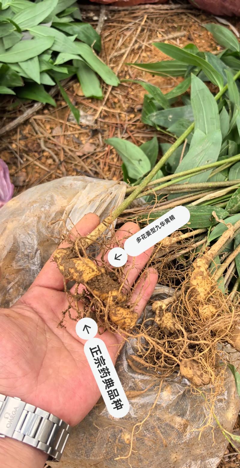 黄精种苗什么时候种植?掌握最佳时间与完整栽种要点,成活率提高一倍 三、栽前处理:一剪、二泡、三晾
