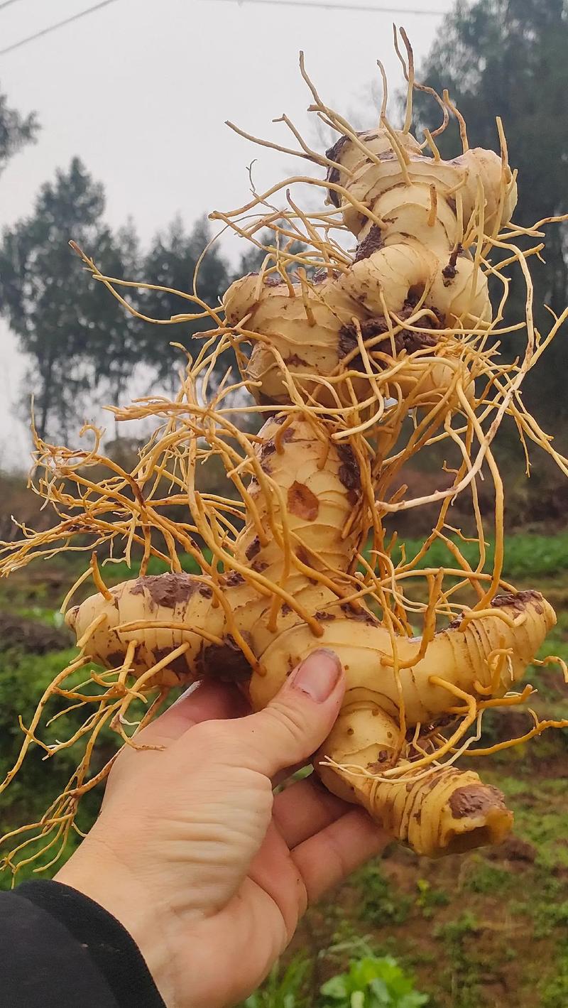 黄精种苗什么时候种植?掌握最佳时间与完整栽种要点,成活率提高一倍 二、土壤环境:沙壤土最好,黏土必须掺沙