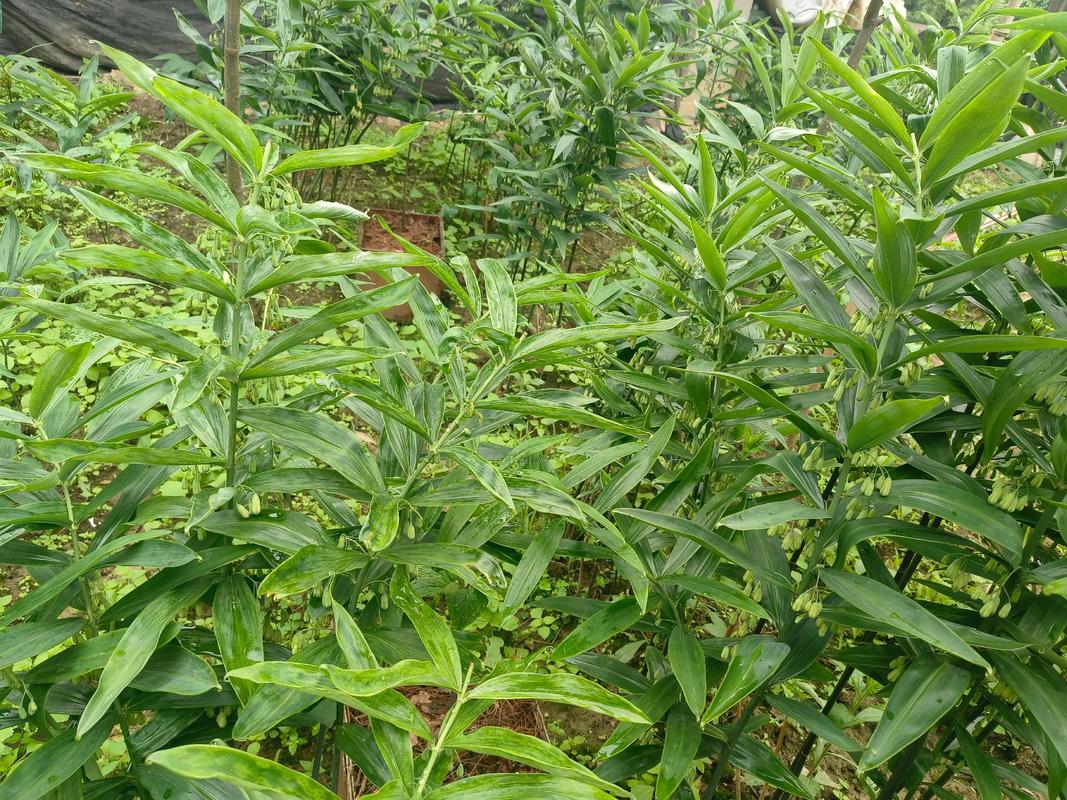 黄精种苗什么时候种植?掌握最佳时间与完整栽种要点,成活率提高一倍 五、浇定根水:边栽边浇,浇透不积水