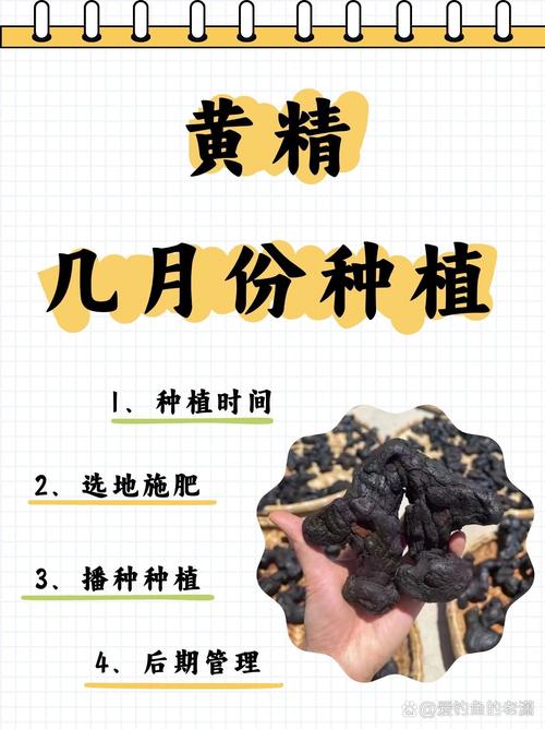 黄精种苗什么时候种植?掌握最佳时间与完整栽种要点,成活率提高一倍 七、成活注意事项:易出问题与对策