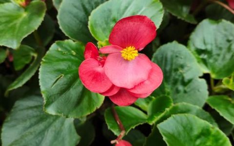 海棠花什么季节开花？四季海棠与木本海棠的观赏期全攻略