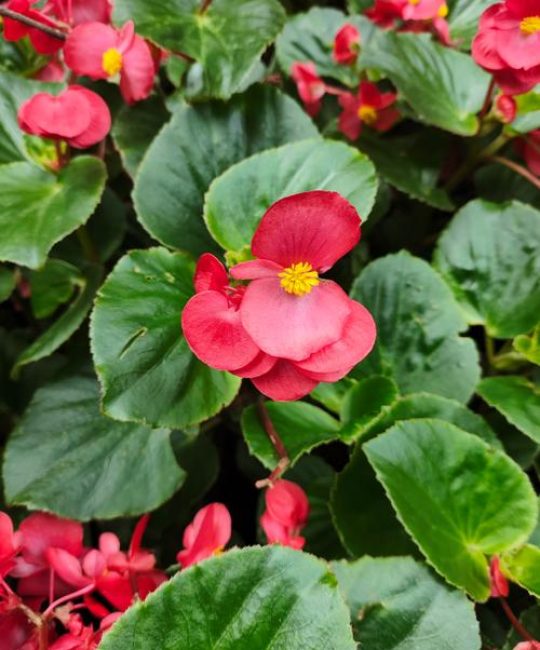 海棠花什么季节开花？四季海棠与木本海棠的观赏期全攻略