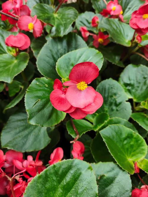 海棠花什么季节开花?四季海棠与木本海棠的观赏期全攻略 海棠花什么季节开花?四季海棠与木本海棠的观赏期全攻略
