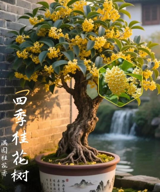四季桂花在北方室外能过冬吗？