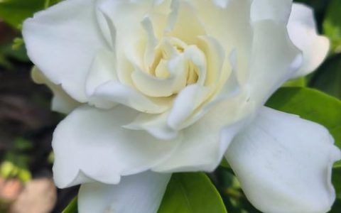 什么品种栀子花最香？五大浓香品种横向对比与选购指南