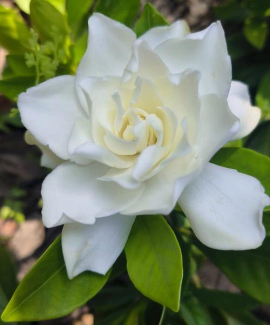 什么品种栀子花最香？五大浓香品种横向对比与选购指南