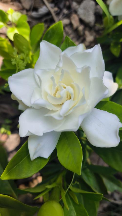 什么品种栀子花最香?五大浓香品种横向对比与选购指南 什么品种栀子花最香?五大浓香品种横向对比与选购指南