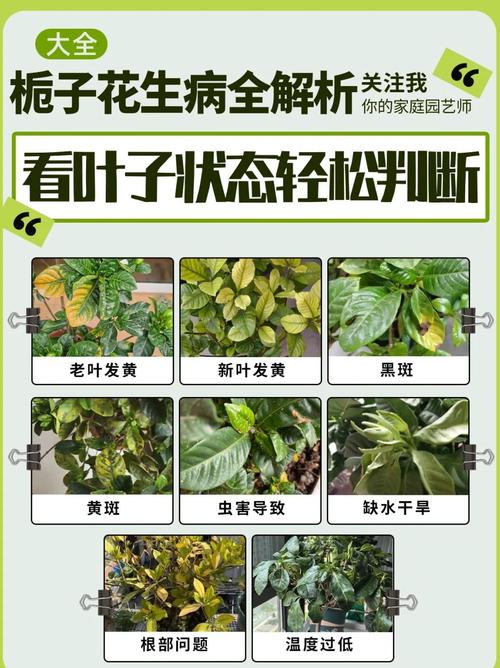 花草黄叶怎么办?从病因到处理的全流程指南 总结