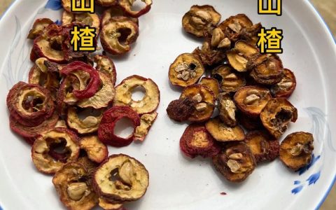 南山楂和山楂的区别：6大维度深度对比与选购指南
