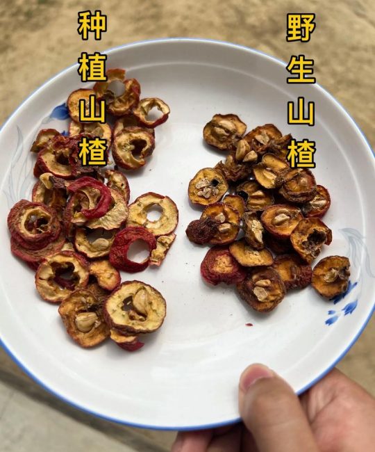 南山楂和山楂的区别：6大维度深度对比与选购指南