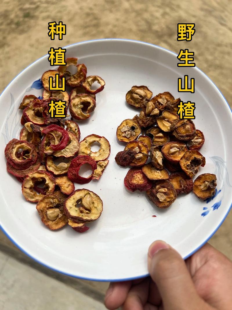 南山楂和山楂的区别:6大维度深度对比与选购指南 南山楂和山楂的区别:6大维度深度对比与选购指南