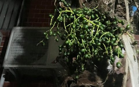 佛眼菩提是什么树的种子？一文读懂它的植物来源与鉴别特征