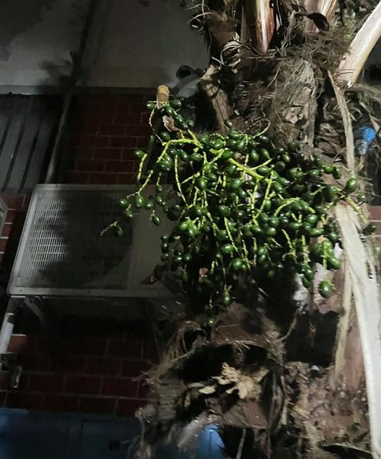 佛眼菩提是什么树的种子？一文读懂它的植物来源与鉴别特征