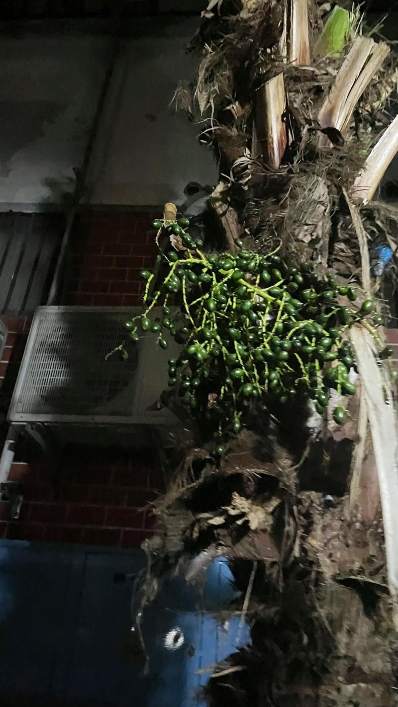 佛眼菩提是什么树的种子?一文读懂它的植物来源与鉴别特征 佛眼菩提是什么树的种子?一文读懂它的植物来源与鉴别特征