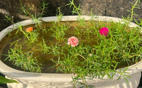 太阳花水培种植指南：能水培吗？如何操作？