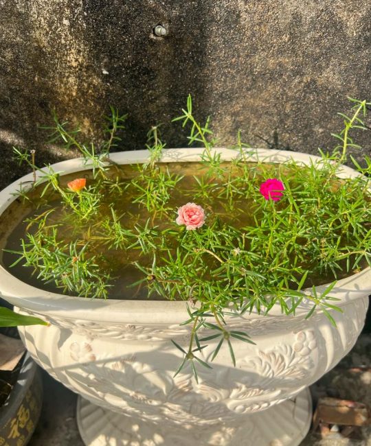 太阳花水培种植指南：能水培吗？如何操作？