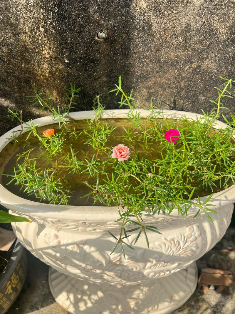 太阳花水培种植指南:能水培吗?如何操作? 太阳花水培种植指南:能水培吗?如何操作?
