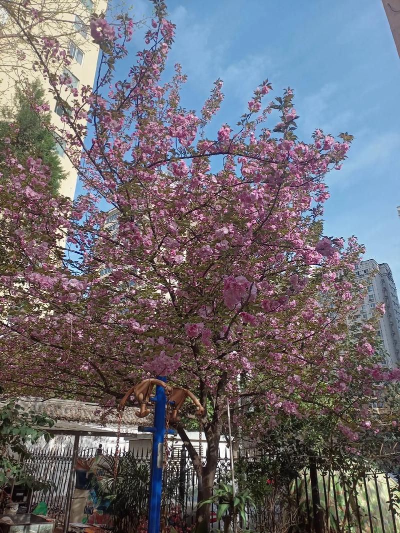 房前种樱花树好吗?庭院种植的利弊与实用指南 二、房前种植需要正视的“缺点”