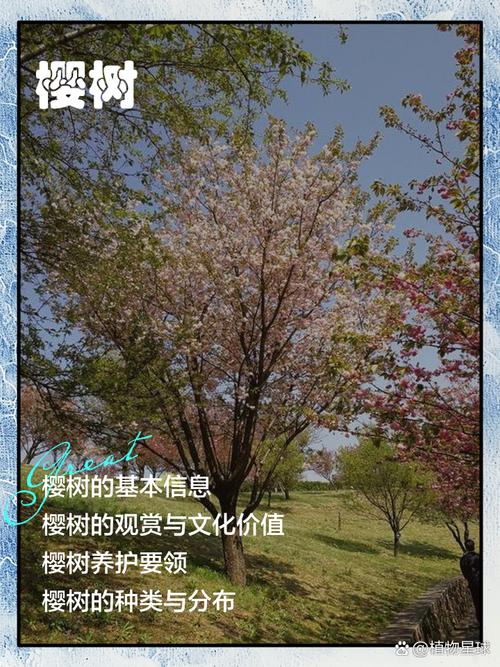 房前种樱花树好吗?庭院种植的利弊与实用指南 五、日常养护三大要点