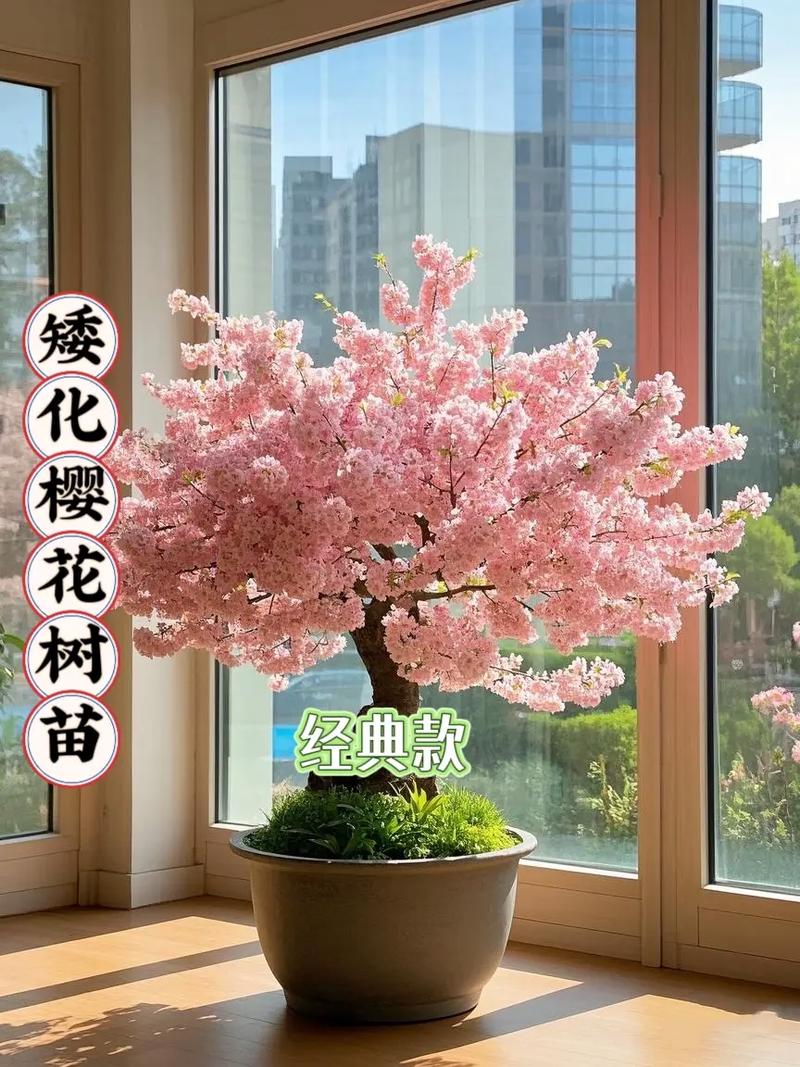 房前种樱花树好吗?庭院种植的利弊与实用指南 六、如果这是风水上的犹豫