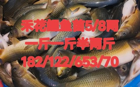 庭院水景园艺中鱼苗价格探秘：从“鱼苗多少一斤”看选购门道