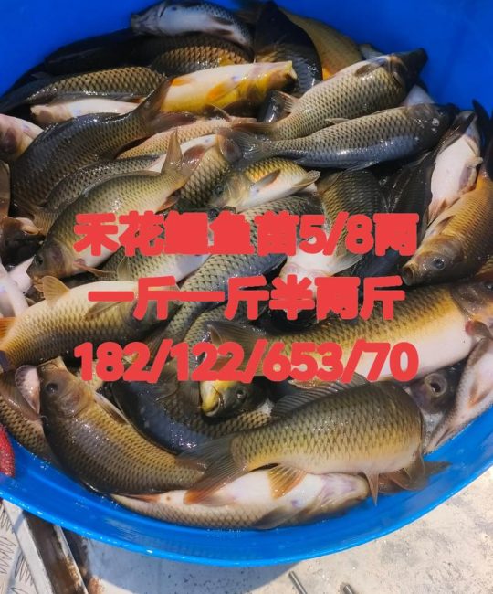 庭院水景园艺中鱼苗价格探秘：从“鱼苗多少一斤”看选购门道