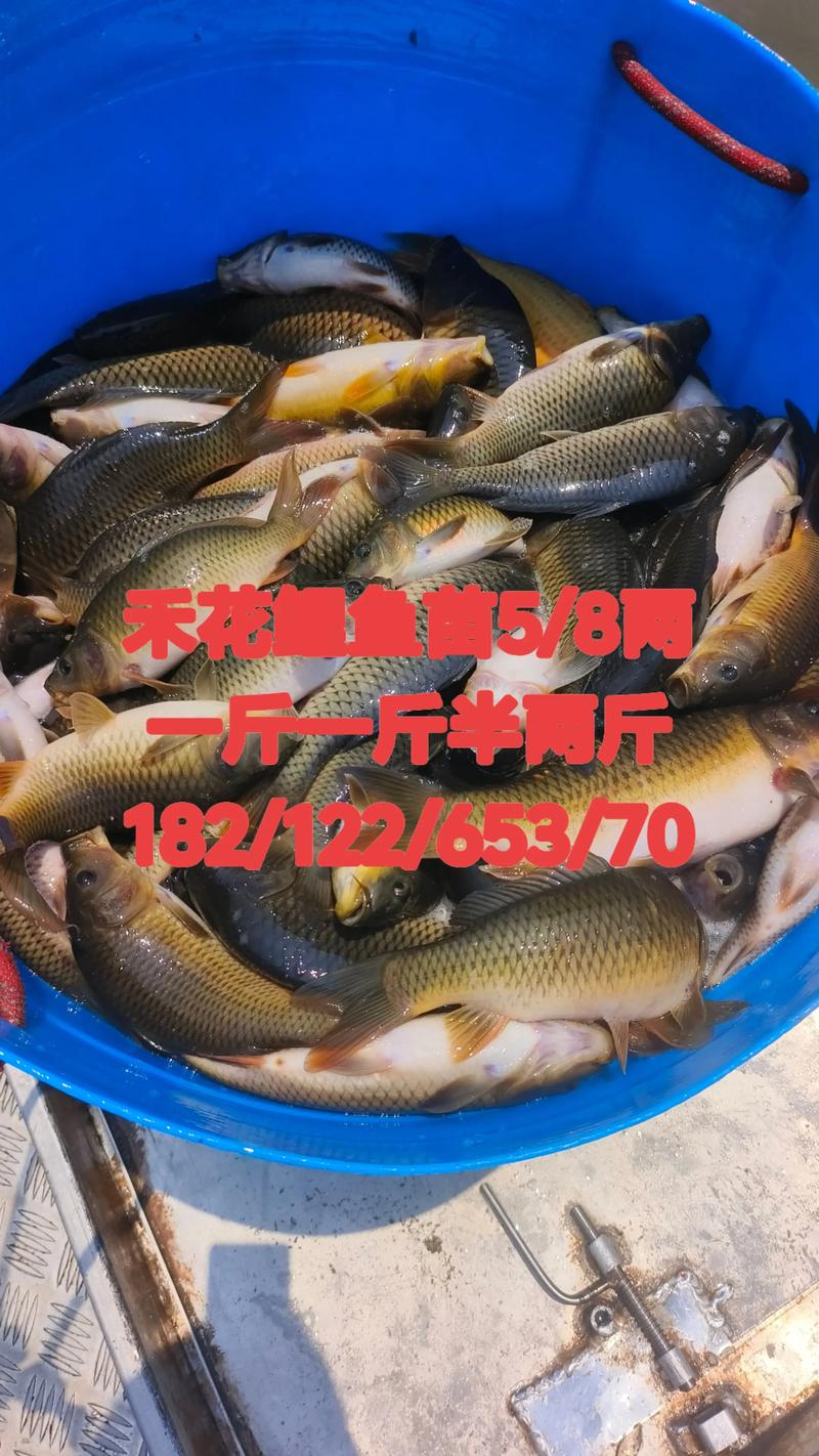 庭院水景园艺中鱼苗价格探秘：从“鱼苗多少一斤”看选购门道
