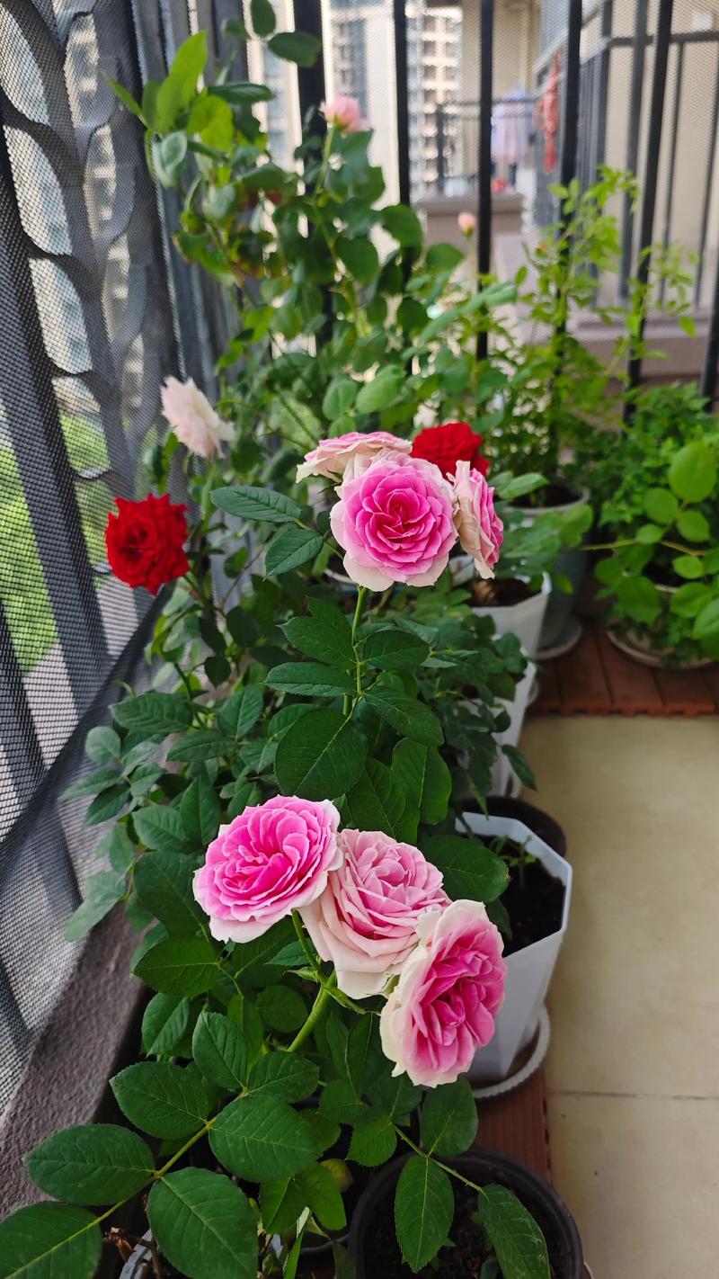 月季花可以放在室内养吗?室内月季养护全攻略与品种选择 月季花可以放在室内养吗?室内月季养护全攻略与品种选择