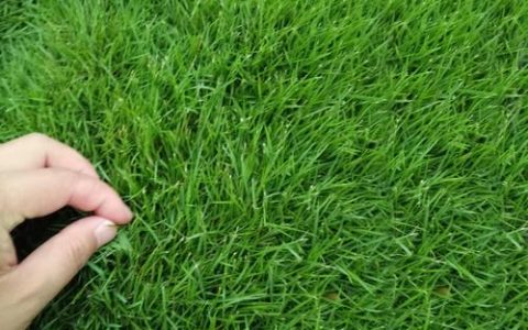黑麦草草皮多少钱一平方？2026年市场参考价与五大影响因素解析