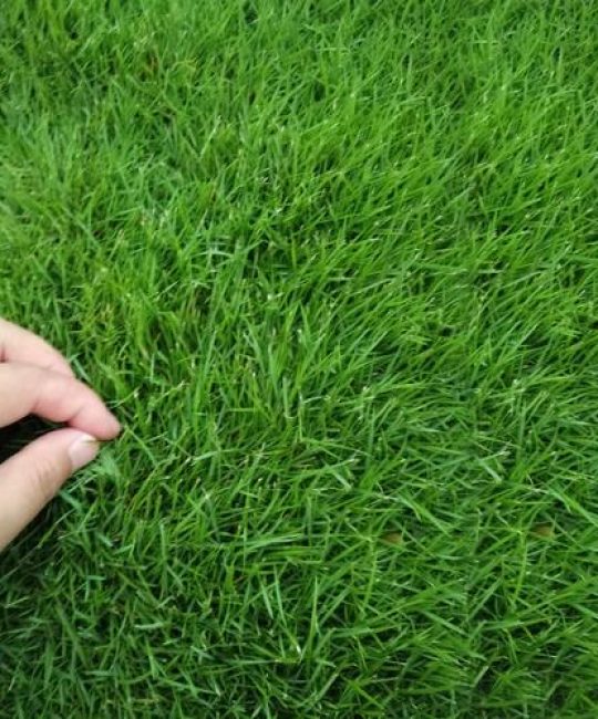 黑麦草草皮多少钱一平方？2026年市场参考价与五大影响因素解析