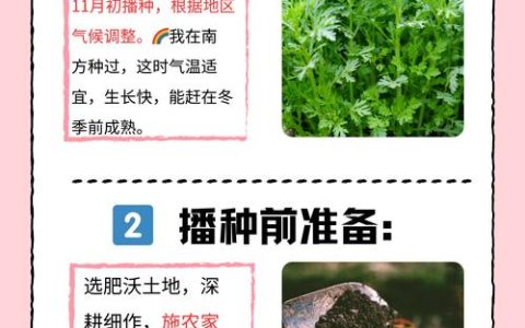 茼蒿种植指南：最佳播种季节与家庭阳台栽培全流程