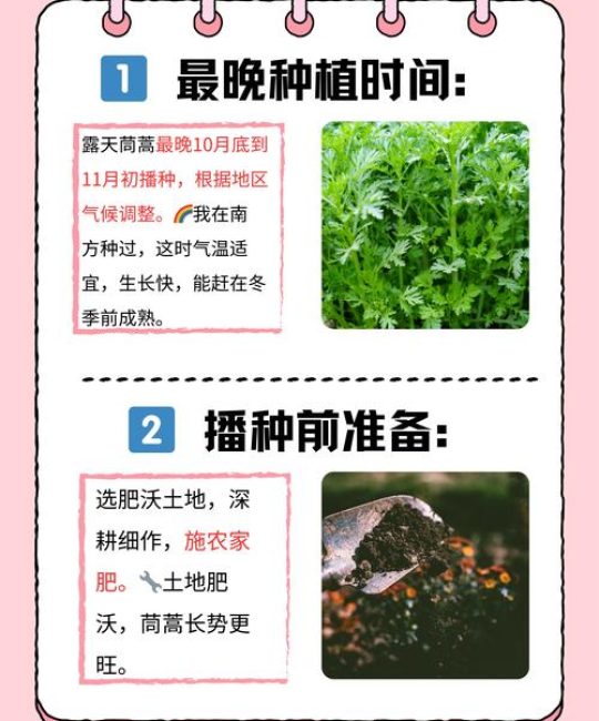 茼蒿种植指南：最佳播种季节与家庭阳台栽培全流程