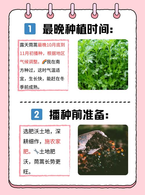 茼蒿种植指南:最佳播种季节与家庭阳台栽培全流程 茼蒿种植指南:最佳播种季节与家庭阳台栽培全流程