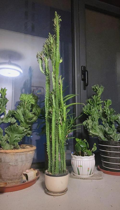 龙骨花开花吗?怎么养才开花?家庭养护全攻略 促花养护步骤:这样养,龙骨花更可能开花