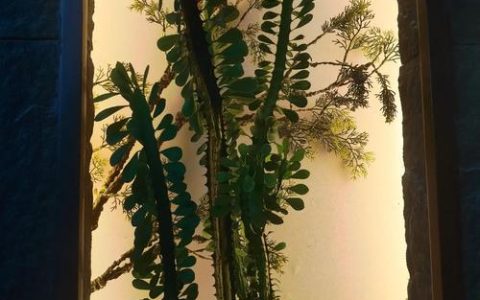 龙骨花开花吗？怎么养才开花？家庭养护全攻略