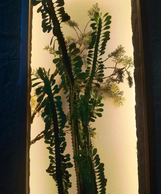 龙骨花开花吗？怎么养才开花？家庭养护全攻略