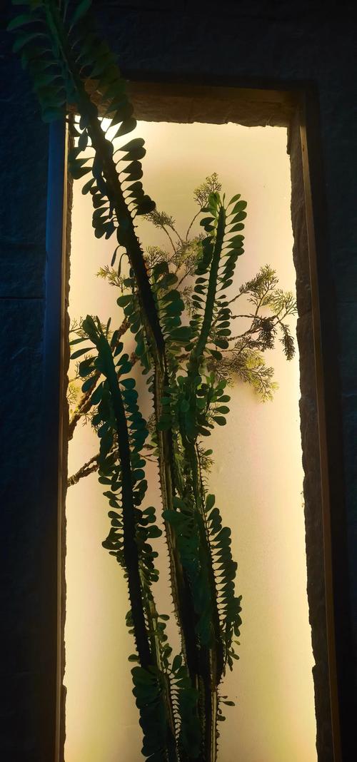 龙骨花开花吗?怎么养才开花?家庭养护全攻略 龙骨花开花吗?花期与特征说明