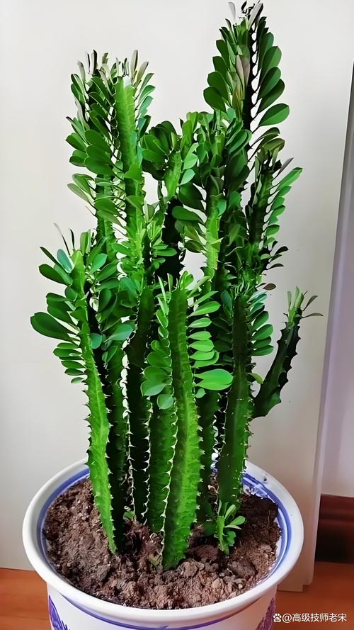 龙骨花开花吗?怎么养才开花?家庭养护全攻略 影响龙骨花开花的关键因素